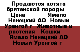 Продаются котята британской породы  › Цена ­ 5 000 - Ямало-Ненецкий АО, Новый Уренгой г. Животные и растения » Кошки   . Ямало-Ненецкий АО,Новый Уренгой г.